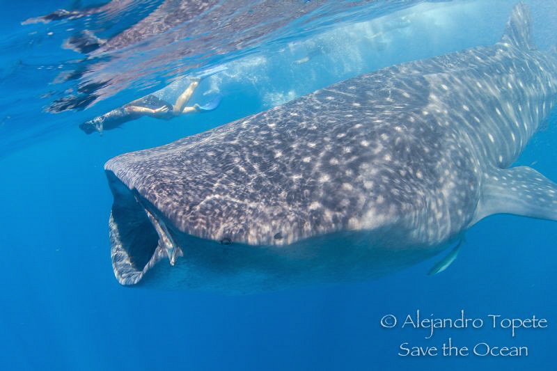Whale Shark and snorkel by Alejandro Topete 