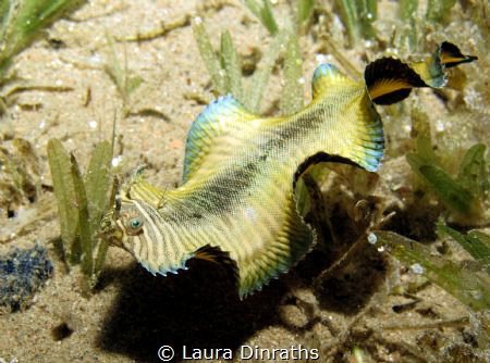 Banded sole(Soleichthys heterorhinos)undulating over seag... by Laura Dinraths 