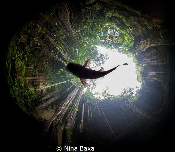 Cenote Silhoette - Little Rhamdia Catfish in a Mexican Ce... by Nina Baxa 