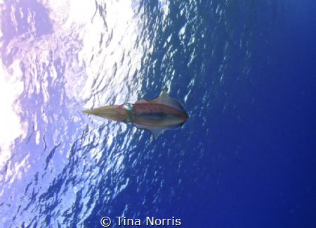 Caribbean Reef Squid by Tina Norris 