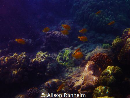 Tang Fish... island of Lanai, Hawaii. by Alison Ranheim 