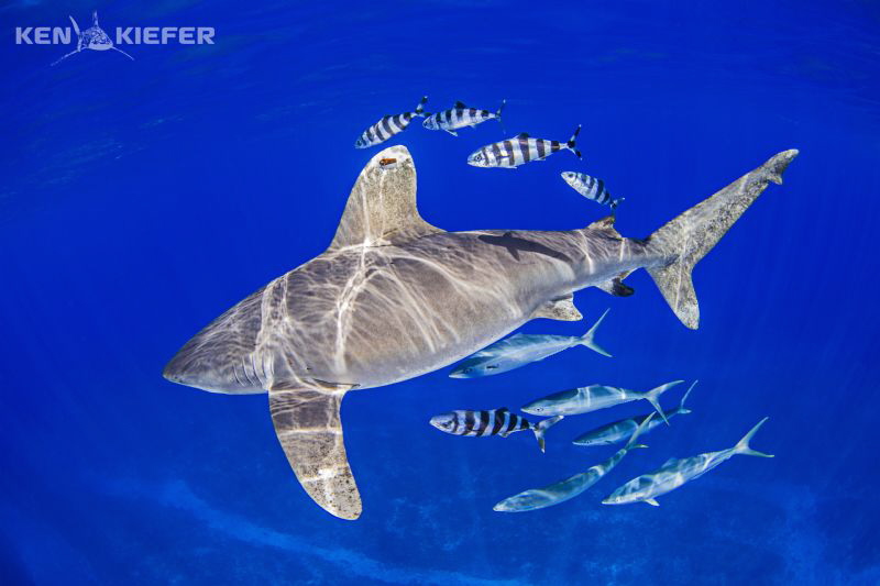 Really large Oceanic Whitetip with an equally large 'poss... by Ken Kiefer 