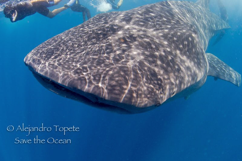 Whaleshark with diver by Alejandro Topete 