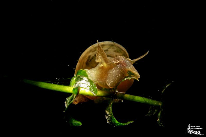 Snail with snoot :-D by Daniel Strub 