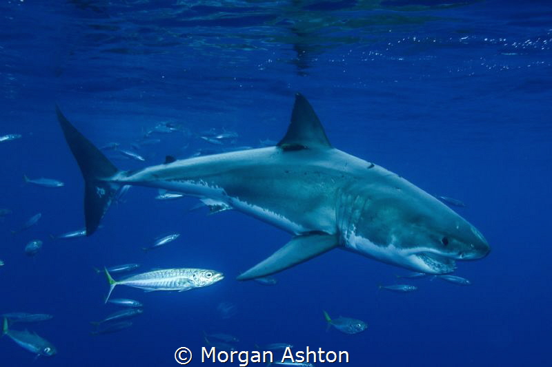 Guadalupe White Shark by Morgan Ashton 