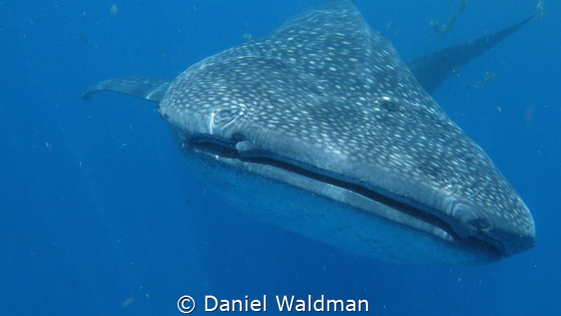 Whale Shark picture taken with Canon G15 with Fantasea Ho... by Daniel Waldman 