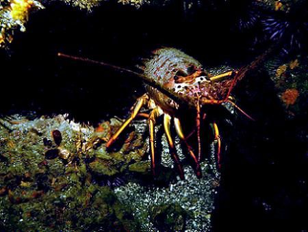 Spiny Lobster, La Jolla Cove, CA. by Dallas Poore 