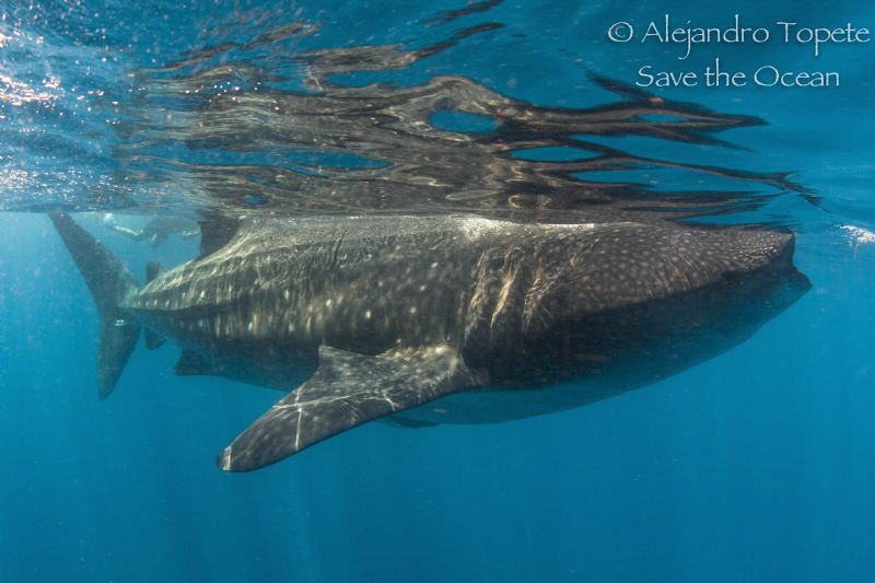 Whaleshark in surface by Alejandro Topete 
