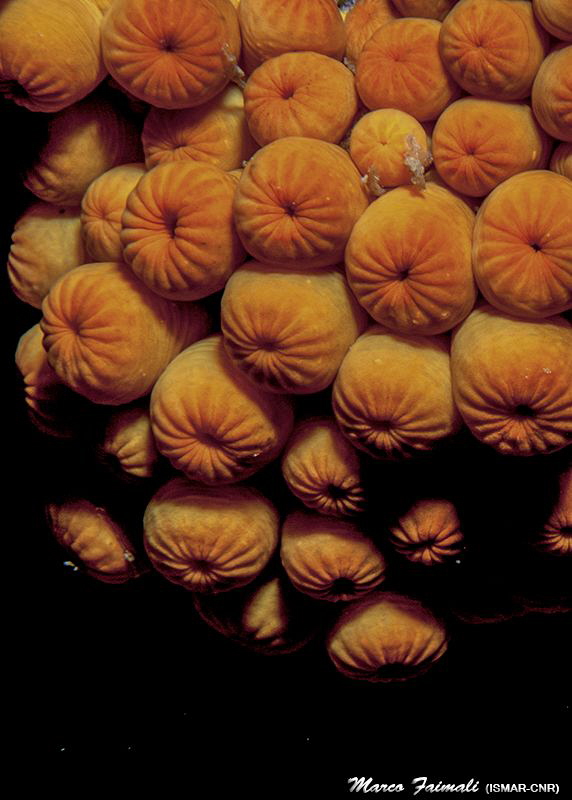 Parazoanthus axinellae (polyps closed) by Marco Faimali (ismar-Cnr) 