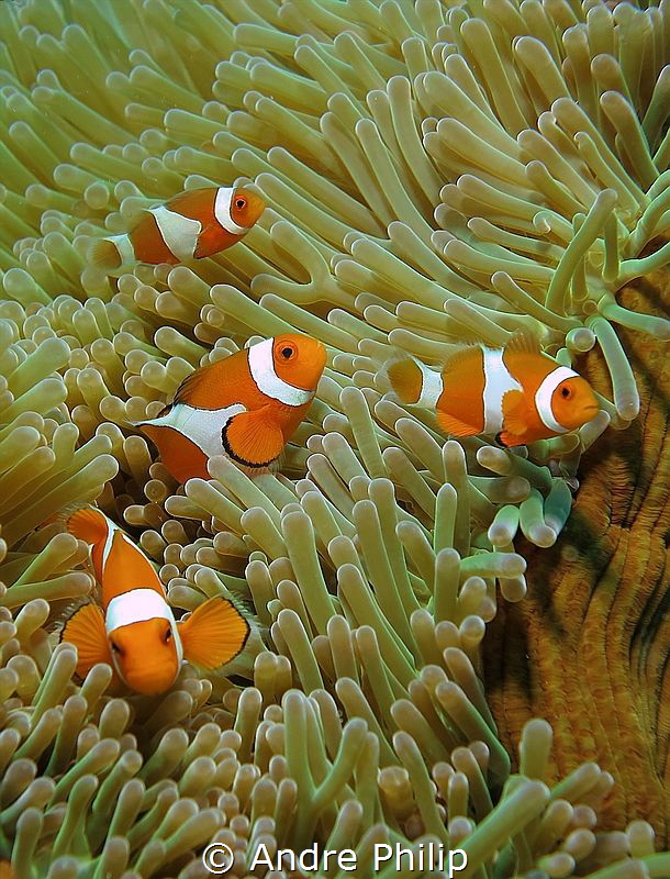 Nemo´s Party by Andre Philip 