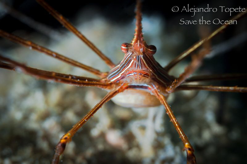 Arrow Crab close Up by Alejandro Topete 