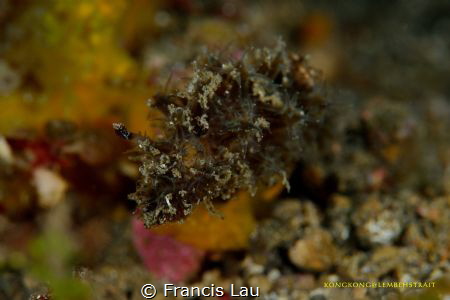 OMG...Hairy Nudibranch
Well-Camouflaged, amazing! by Francis Lau 