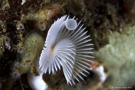 This white fan worm (common name) is an annelid of the cl... by Thomas Heran 