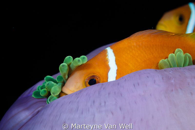 Nemo Found! by Marteyne Van Well 