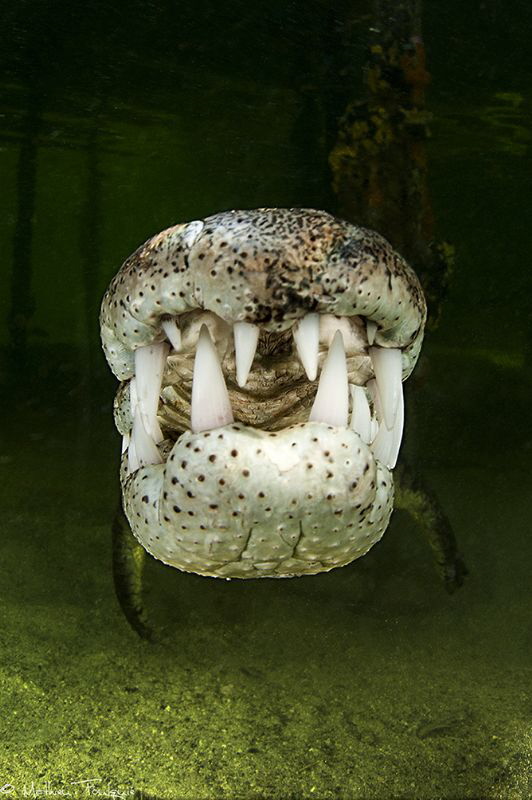 Crocodylus acutus_5 by Mathieu Foulquié 