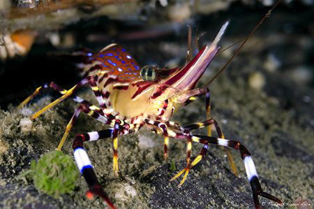 The painted shrimp (Campylonotus vagans) is one of the mo... by Thomas Heran 