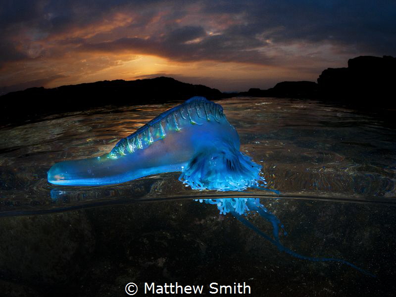 An over/under of a bluebottle (physalia physalis) I love ... by Matthew Smith 