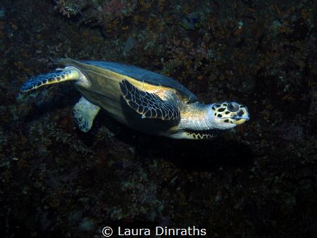 Female Hawksbill turtle along a reef wall by Laura Dinraths 