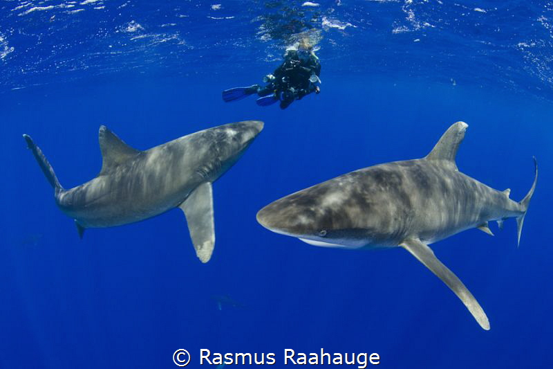 Oceanic sharks investigate diver near the surface - CAT I... by Rasmus Raahauge 