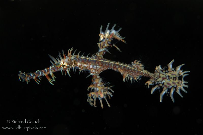 Ornate Ghost Pipefish-Lembeh. by Richard Goluch 
