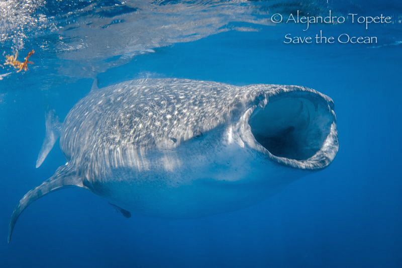 Whale Shark in Contoy Island by Alejandro Topete 
