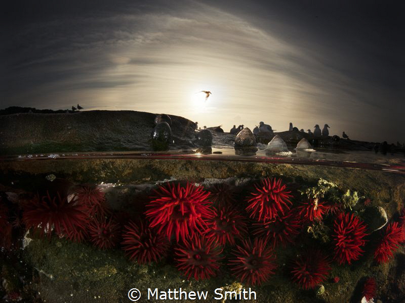 Crimson red Waratah Anemones at low tide in a rock pool d... by Matthew Smith 