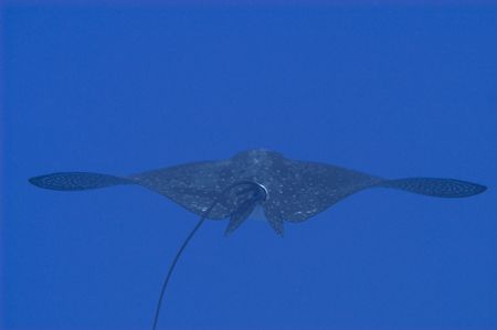 Spotted eagly ray, Oahu, Hawaii. 80 foot depth, no strobe... by Patrick Reardon 
