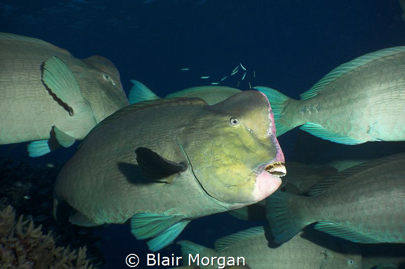 A school of bump head parrotfish..... Flynn Reef, Great B... by Blair Morgan 