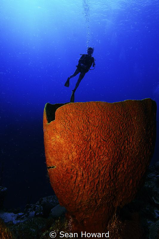 Barrel Sponge at the top of Ghost Mount in Cayman by Sean Howard 