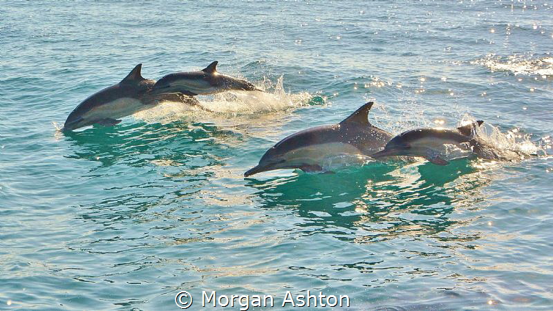 Common Dolphins off San Diego by Morgan Ashton 