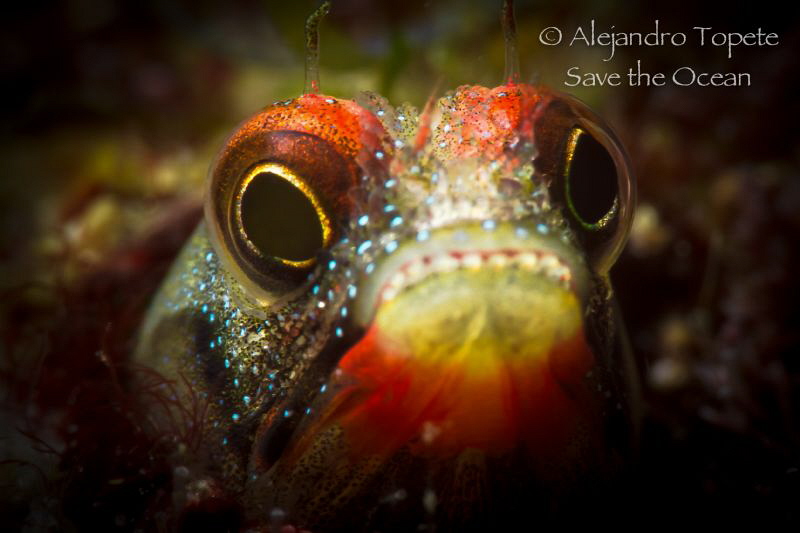 Blenny in Acapulco
 by Alejandro Topete 