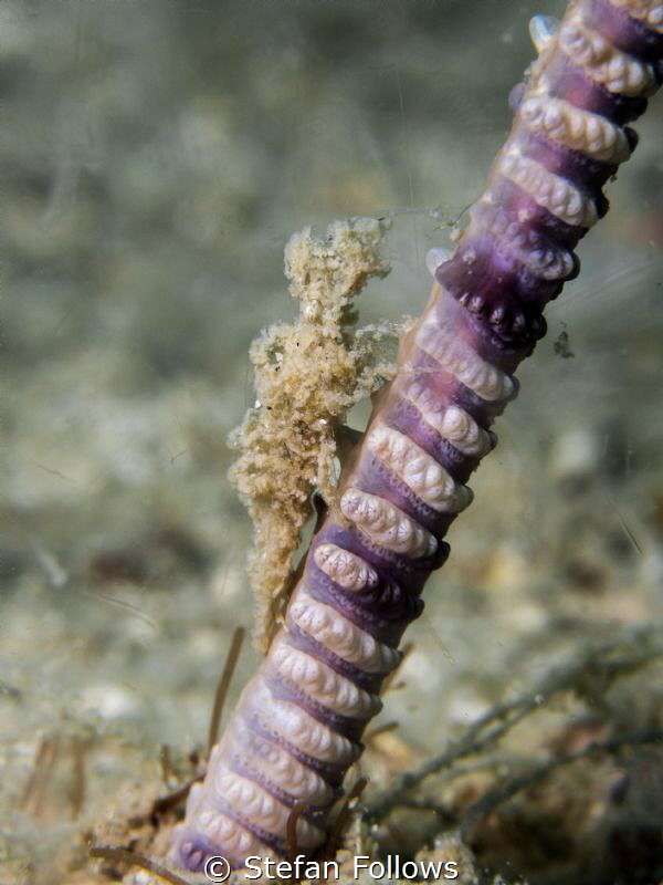Sea Pen Shrimp - Latreutes sp. Mae Haad, Gulf of Thailand... by Stefan Follows 