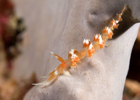 Long-horn nudibranch less than 1" long, shot on a night d... by Maryke Kolenousky 