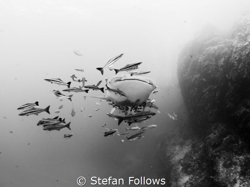 The Accompaniment ... Whale Shark - Rhincodon typus. Sail... by Stefan Follows 