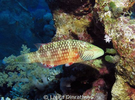 Bandcheeck wrasse on a coral wall by Laura Dinraths 