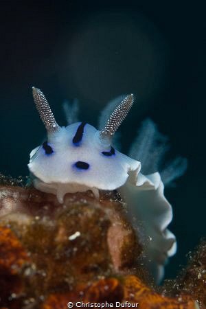 nudi on his way by Christophe Dufour 