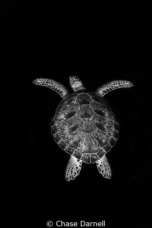 "Beyond"
Green Turtle, North Wall, Grand Cayman by Chase Darnell 