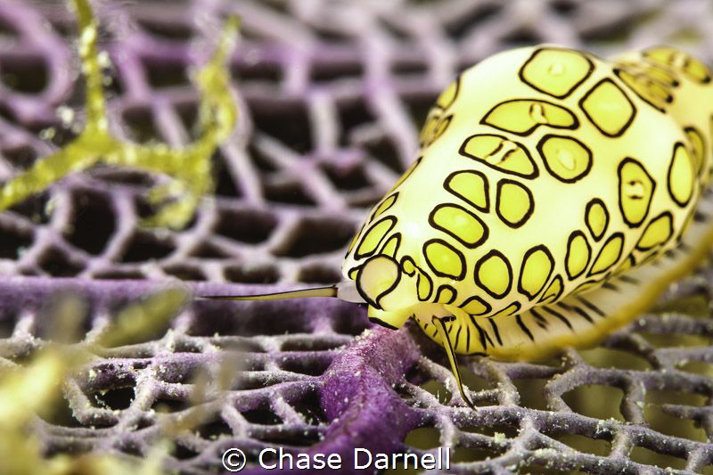 Flamingo Tongue Feeding Session
Eagle Ray Pass, Grand Ca... by Chase Darnell 