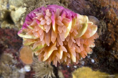 The Crested cup coral (Desmophylum diantus) is one of thr... by Thomas Heran 