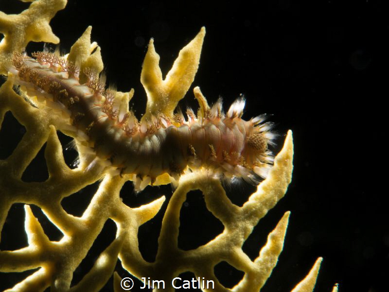 Back-lit Fire worm on seafan by Jim Catlin 