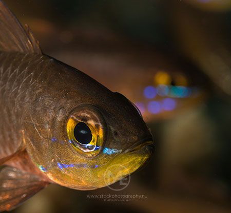 Cardinalfish by Arno Enzo 