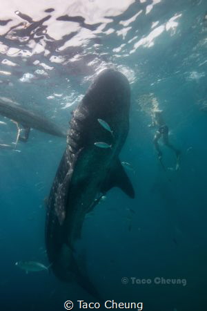 Whale Shark by Taco Cheung 