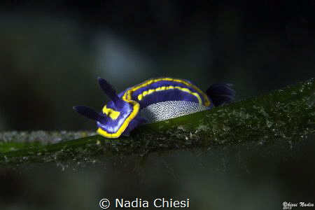 The new lifes but .... is an moment of relax for the nudi... by Nadia Chiesi 