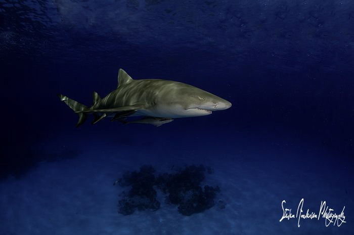 Safety Stop fun with Lemon Sharks in the Bahamas by Steven Anderson 