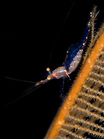 Black Coral Shrimp. by Patrick Weir 