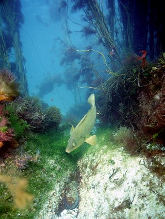 Aughrus reef,Connemara.
F90X,20mm. by Mark Thomas 