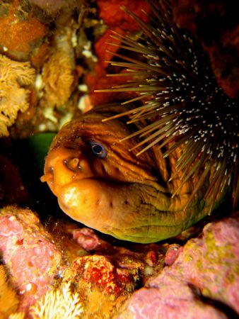 Yellow moray eel. by Jayne Dennis 
