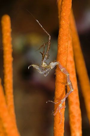 Ghost shrimp, Lembeh Straits by Paul Whitehead 
