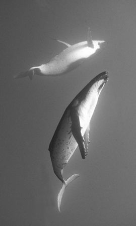 Humpback Ballet. Taken while snorkelling with them in Rur... by Len Deeley 