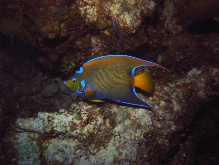I love the way this angelfish almost glows. Exuma Islands... by Allyssa Arnold 